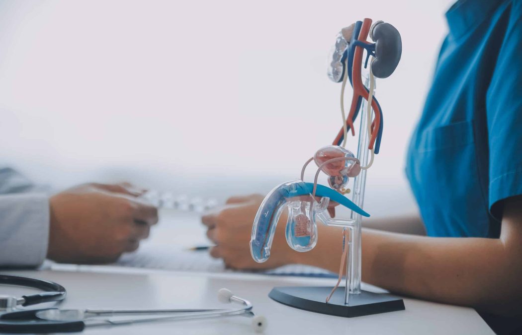 A plastic anatomical model of the human urinary system sits on a desk between two people
