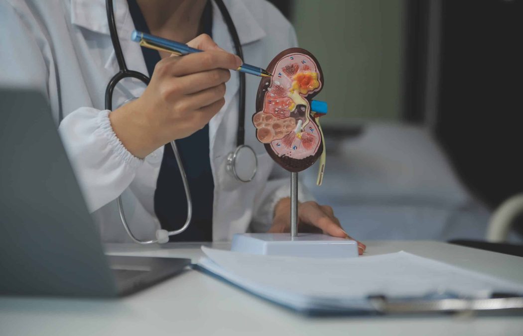 A doctor in a white coat and stethoscope points at a detailed anatomical model of a kidney