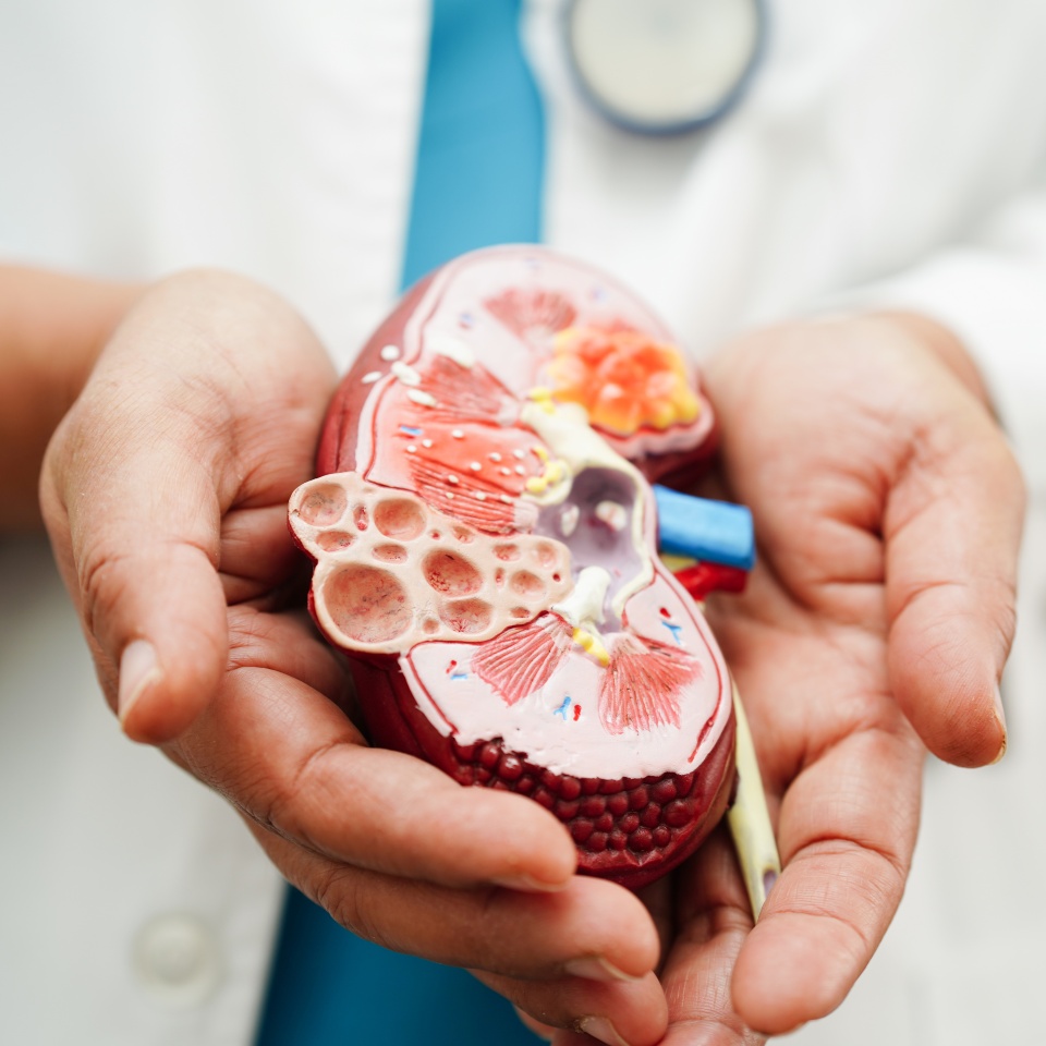 Chronic kidney disease, doctor holding model for treatment urinary system, urology, Estimated glomerular filtration rate eGFR.